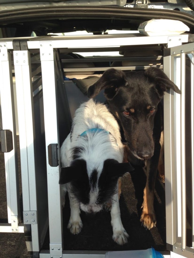 Hunde Beauceron Podenco