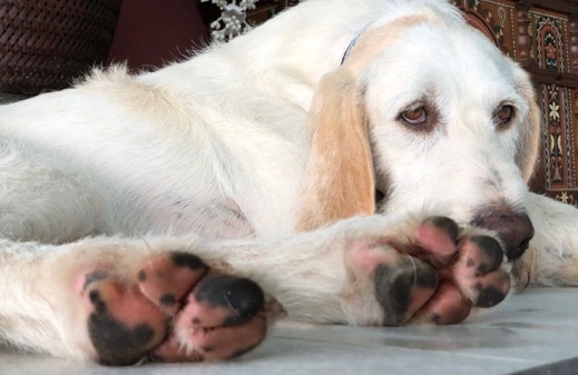 Spinone Italiano Nemo