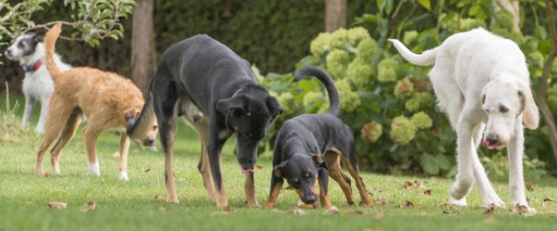 Hunde Tierheimhunde Strassenhunde Rescue Dogs